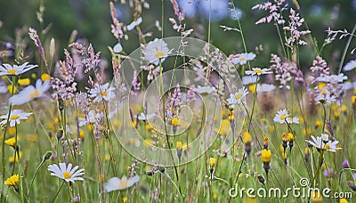 Wild flowers growing in a traditional meadow Stock Photo
