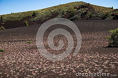 Wild flowers growing on volcanic rock, Craters of the moon, National Park Idaho Stock Photo