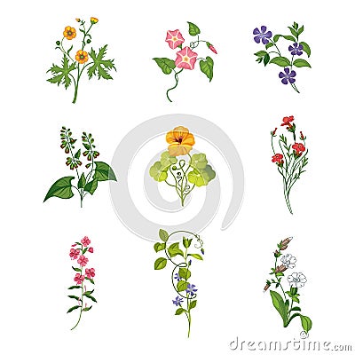 Wild Flowers Hand Drawn Set Of Detailed Illustrations Vector Illustration