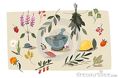 Wild flowers herbals vector illustration. Vector Illustration
