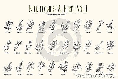 Wild flowers and herbs hand drawn set. Volume 1. Botany. Vintage flowers. Vintage vector illustration. Vector Illustration