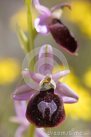 Wild flowers macro ophrys arachnitiformis orchidaceae fifty megapixels printables art Stock Photo