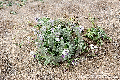 Wild flowers Matthiola sinuata close-up Stock Photo