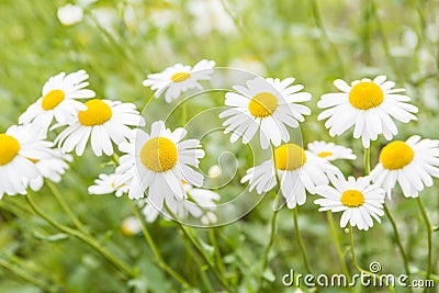 Wild flowers Stock Photo