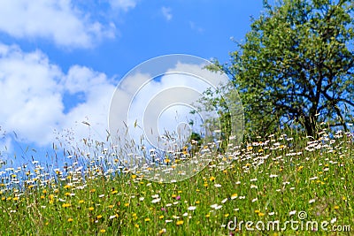 Wild flowers Stock Photo