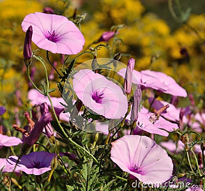 Wild flowers morning glory in full splendor Stock Photo