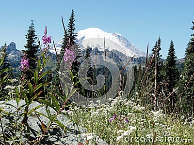 Wild Flowers and Mt. Rainier Stock Photo