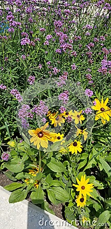 Wild Flowers Stock Photo