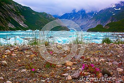 Wild flowers near Mc'Bride glacier in Glacier Bay National Park. Stock Photo