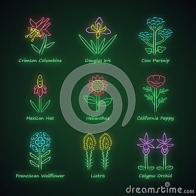 Wild flowers neon light icons set. Crimson columbine, iris, cow parsnip, helianthus, poppy, franciscan wallflower Vector Illustration