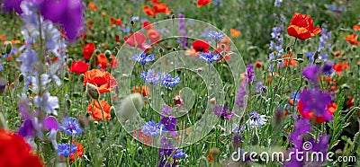 Wild flowers - poppies, cornflowers, daisies in the meadow Stock Photo