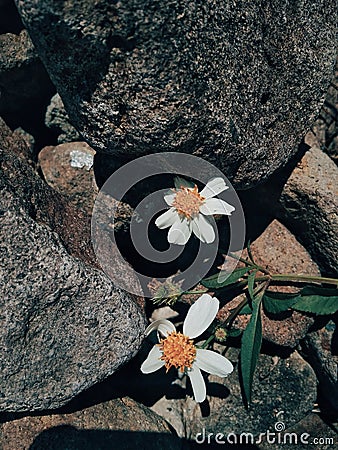 Wild flowers Stock Photo