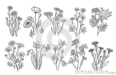 Wild flowers. Sketch wildflowers and herbs nature botanical elements. Hand drawn summer field flowering vector set Vector Illustration