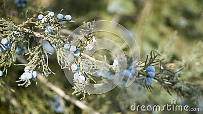 wild flowers in spring Stock Photo