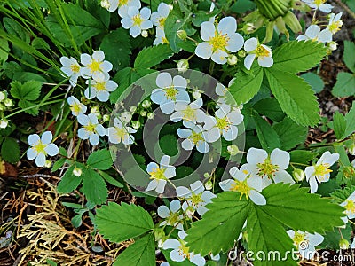 Wild flowers in the spring Stock Photo