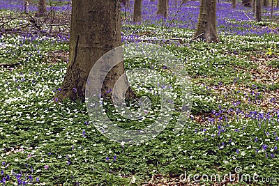 Wild flowers in the springtime forest Stock Photo