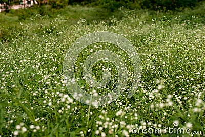 Wild flowers in the steppe Stock Photo