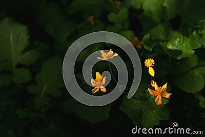 Wild flowers in the sunlight. Dark forest with a beam of light o Stock Photo