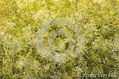 Wild flowers at sunset Stock Photo