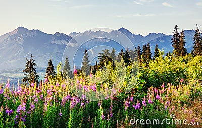 Wild flowers at sunset in the mountains. Poland. Zakopane Stock Photo