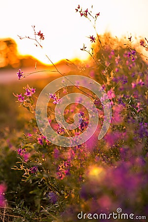 Wild flowers Stock Photo