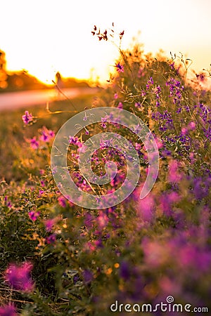 Wild flowers Stock Photo