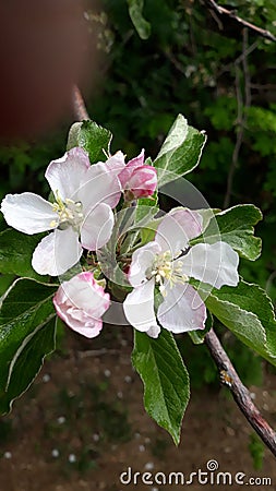 Wild flowers sweet apple blooming spring time Stock Photo