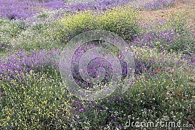 Wild Flowers Stock Photo