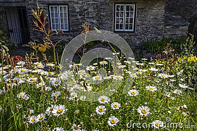 Wild flowers at Tintagel Old Post Office in Cornwall, UK Editorial Stock Photo