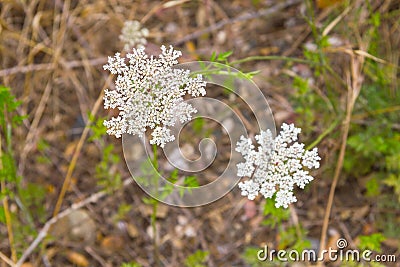 Wild flowers in the trail in Santiago do Cacem Stock Photo