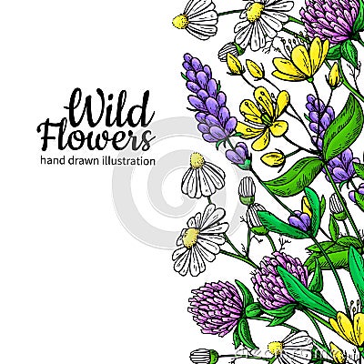 Wild flowers vector drawing set. Isolated meadow plants and leaves. Herbal artistic Vector Illustration