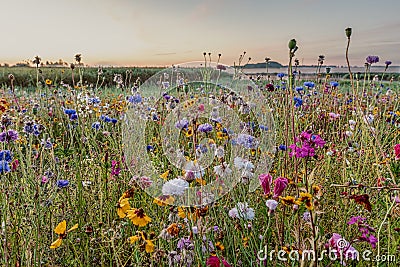 Wild flowers in vibrant colors Stock Photo