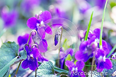 Wild flowers violets spring morning Stock Photo