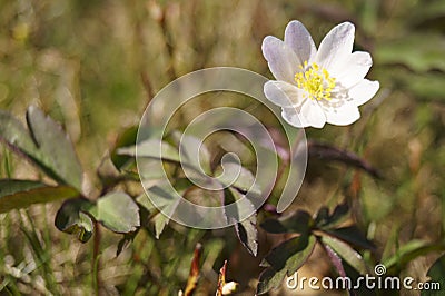 Wild flowers - wood anemone, windflower - Anemone nemorosa Stock Photo