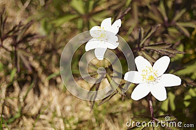 Wild flowers - wood anemone, windflower - Anemone nemorosa Stock Photo