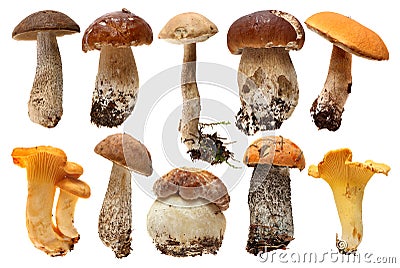 Wild Foraged Mushroom selection isolated. Boletus Stock Photo