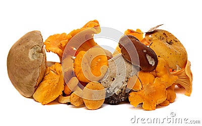Wild Foraged Mushroom selection isolated on white Stock Photo
