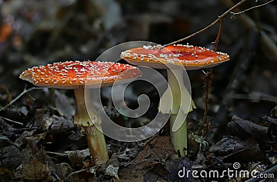 Wild forest beauties - mushrooms Stock Photo