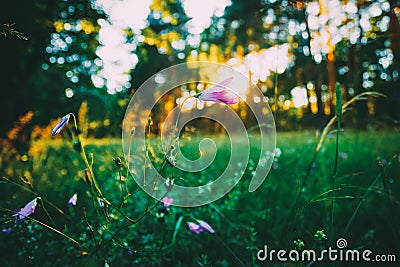 Wild Forest Flower, Sunlight In Forest, Russian Nature Stock Photo