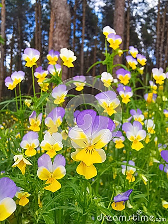 Wild forest flowers pansies Stock Photo