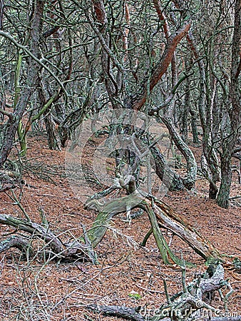 Wild forest in Slowinski National park, Krzywy las, Gryfin, Crooked forest, Poland Stock Photo