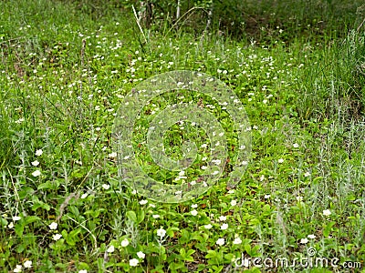 Wild forest strawberries Fragaria vivridis Duch. blooms in a meadow in the forest in summer Stock Photo