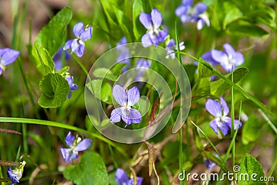 Wild forest violet Stock Photo