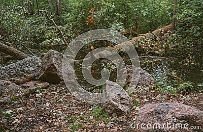 Wild forests of Russia, summer in the forest, a huge fallen tree close-up in the water, a tree trunk, large stones boulders in the Stock Photo