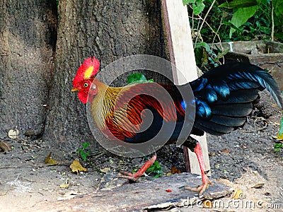 Wild fowl sri lankan jungle fowl Stock Photo