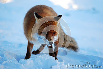 Wild fox Stock Photo
