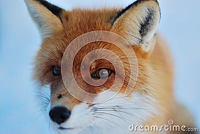 Wild fox Stock Photo