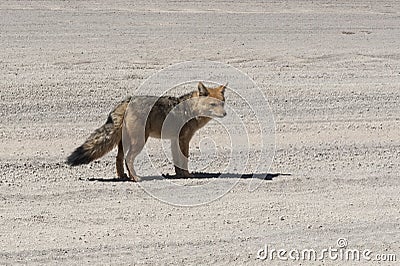 Wild fox in the Siloli desert, part of the Reserva Eduardo Avaroa, Bolivia - at an altitude of 4600m Stock Photo