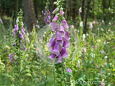 Wild foxgloves blooming on a forest clearing Stock Photo