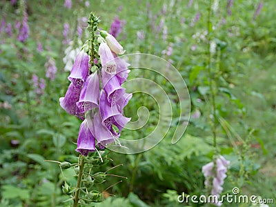 Wild foxgloves blooming on a forest clearing Stock Photo